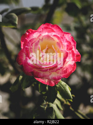 Primo piano della rosa rosa con centro giallo in giardino. La natura. Foto Stock