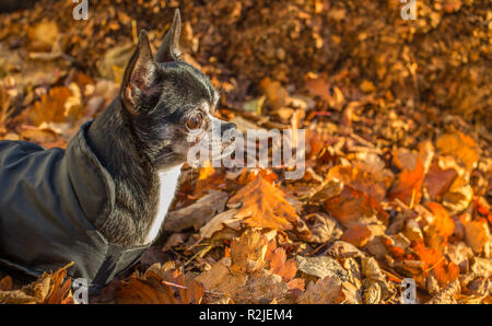Un piccolo chihuahua dog sitter in foglie di autunno guardando la luce del sole. Foto Stock