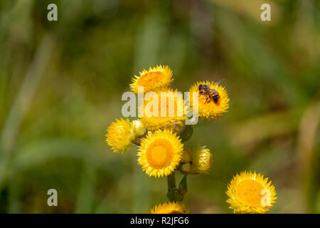Una vista ravvicinata del lato di un miele delle api su un inseguitore giallo pollan raccolta, Foto Stock