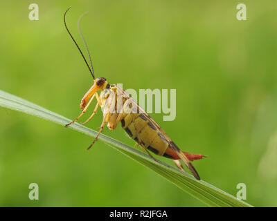 skorpionsfliege Foto Stock