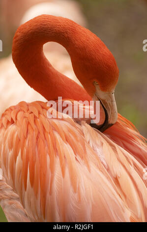 Flamingo Foto Stock