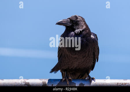 Close up di grandi raven arroccato su una recinzione metallica, sfondo blu, California Foto Stock