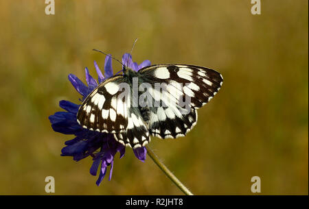 Schachbrettfalter Foto Stock