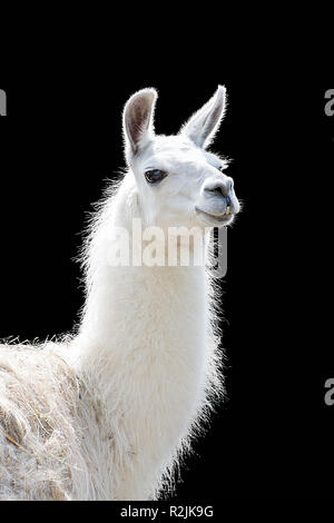 Ritratto di un bianco llama Lama glama isolati su sfondo nero Foto Stock