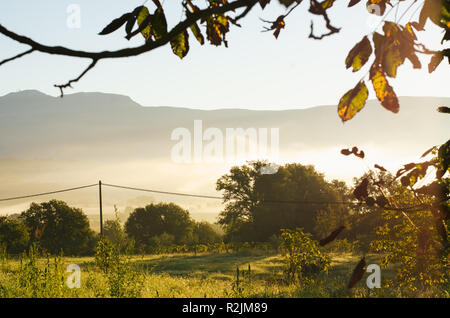 Mattina di sole nella nebbia, misty prato con campo verde e rami di alberi Foto Stock