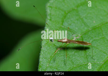 Il Bug di inclinazione spinato, il wickhami di Jalysus Foto Stock