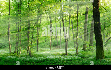 Naturale di boschi di latifoglie in primavera, le prime piante di fiori di coprire il terreno, raggi solari, vicino Freyburg, Sassonia-Anhalt, Germania Foto Stock