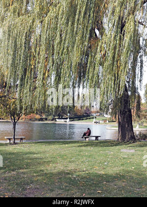 Uomo anziano si siede su una panchina di pietra sotto un salice piangente albero accanto a Wade Park Laguna in University Circle Neighborhood in Cleveland, Ohio, USA. Foto Stock