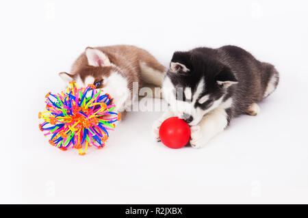 Due Siberian Husky cucciolo giocando con una sfere, in studio su uno sfondo bianco. Foto Stock