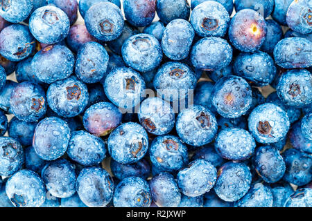 I mirtilli con goccioline di acqua Foto Stock