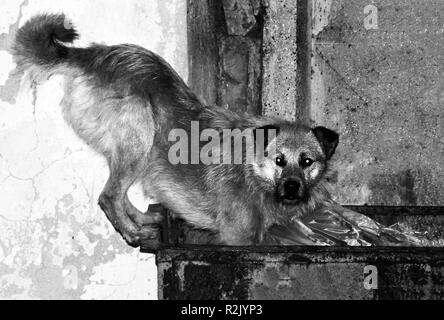 Homelless cane è in cerca di cibo.. foto in bianco e nero Foto Stock