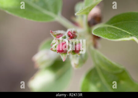 Close up, fiori di mandorlo, germogli Foto Stock