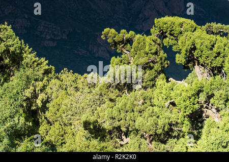 Paesaggio di fronte a Reting monastero con juniper tree forest Foto Stock