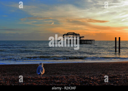 Tramonto sulla spiaggia di ghiaia in Brighton, East Sussex, Regno Unito. Un gabbiano solitario davanti al lo scheletro di acciaio di Brighton West storico Pier. Foto Stock