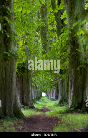 Alberi di castagno, avenue nel parco, Foto Stock