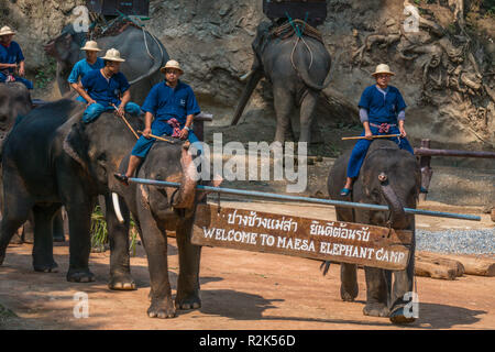 Maesa Elephant Camp, Chiang Mai, Thailandia Foto Stock