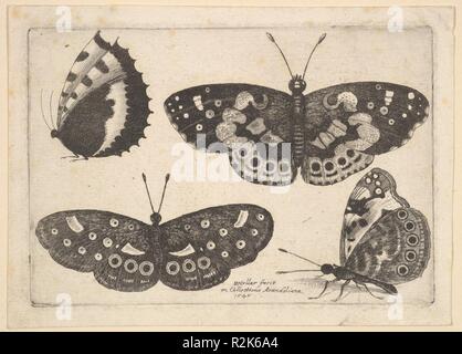 Quattro le farfalle. Artista: Wenceslaus Hollar (boemo, Praga 1607-1677 Londra). Dimensioni: Piastra: 3 1/8 × 4 9/16 in. (8 × 11,6 cm) foglio: 3 5/8 × 5 1/16 in. (9,2 x 12,8 cm). Serie/Portfolio: farfalle e insetti, Muscarum scarabeorum, dodici piastre. Data: 1646. Due farfalle con ante chiuse nel profilo a sinistra nell'angolo superiore sinistro e inferiore destro con due farfalle con ali aperte tra loro. Museo: Metropolitan Museum of Art di New York, Stati Uniti d'America. Foto Stock