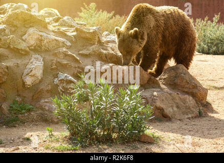 Europea di orso bruno nel parco nazionale. Foto Stock