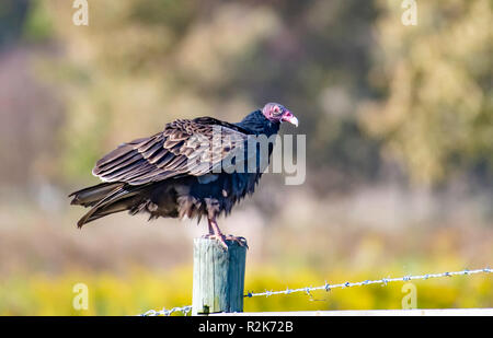 Un tacchino avvoltoio, Cathartes aura, posatoi su un palo da recinzione nel nord-ovest della Louisiana. Foto Stock