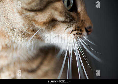 Profilo di tagliate di un raro Mau Egiziano cat Foto Stock