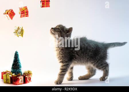 Simpatico gatto grigio cercando per il rientrante presenta dall'aria nella parte anteriore dell'albero di Natale con doni. Foto Stock