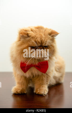 Immagine del gatto di zenzero in rosso il filtro bow tie seduta Foto Stock