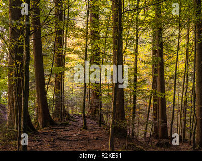 Foresta di autunno a Etzel passano nel cantone di Svitto Foto Stock