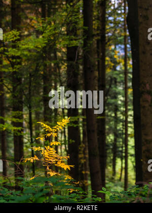 Foresta di autunno a Etzel passano nel cantone di Svitto Foto Stock