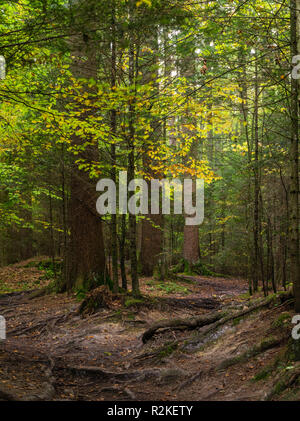 Foresta di autunno a Etzel passano nel cantone di Svitto Foto Stock