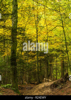 Foresta di autunno a Etzel passano nel cantone di Svitto Foto Stock