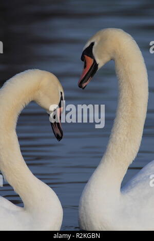 cigni muti Foto Stock