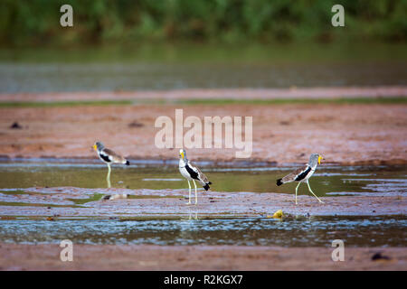 Testa bianca Pavoncella nel Parco Nazionale di Kruger, Sud Africa ; Specie Vanellus albiceps famiglia dei Charadriidae Foto Stock