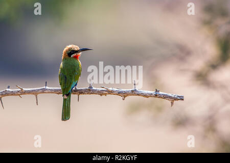 Con facciata bianca Bee eater su un ramo nel Parco Nazionale di Kruger, Sud Africa ; Specie Merops bullockoides famiglia dei Meropidae Foto Stock