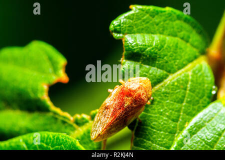 Prato froghopper o prato spittlebug (Philaenus spumarius) - Umbria, Italia Foto Stock