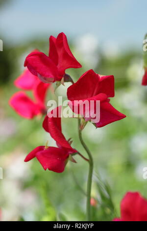 Lathyrus odoratus. Pisello dolce 'King Edward VII', un vecchio Old Spice varietà, fioritura in un giardino inglese, REGNO UNITO Foto Stock