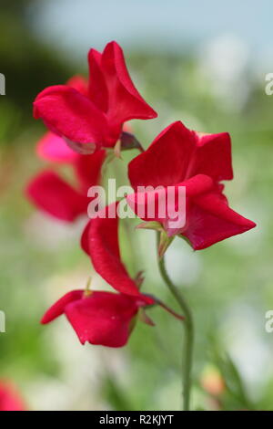 Lathyrus odoratus. Pisello dolce 'King Edward VII', un vecchio Old Spice varietà, fioritura in un giardino inglese, REGNO UNITO Foto Stock