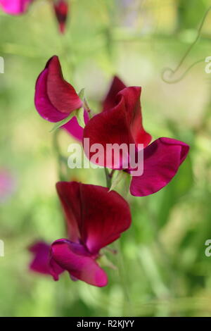 Lathyrus odoratus 'Jack Ellis' un moderno grandiflora pisello dolce fioritura in un giardino inglese, REGNO UNITO Foto Stock
