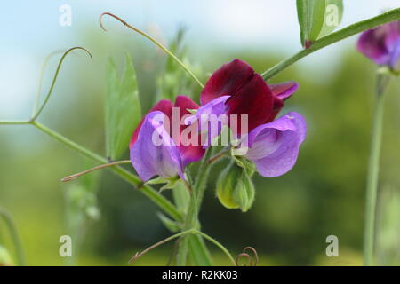 Lathyrus odoratus. Pisello dolce ' Indigo King' , un vecchio pisello dolce varietà, REGNO UNITO Foto Stock