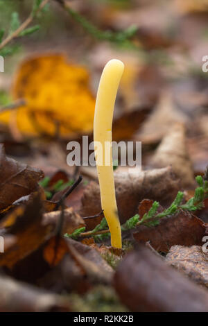 Moor club (fungo Clavaria argillacea) crescente sulla brughiera nel Surrey, Regno Unito Foto Stock