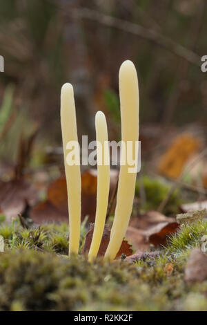 Moor club (fungo Clavaria argillacea) crescente sulla brughiera nel Surrey, Regno Unito Foto Stock