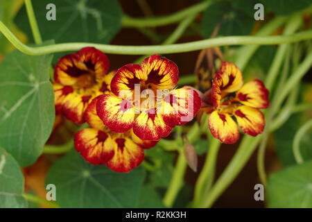 Tropaeolum majus. Nasturtium "Orchid fiamma', un attraente mezzo annuale hardy Foto Stock