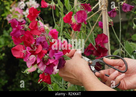 Lathyrus odoratus. Donna di raccogliere un mazzetto di Spencer pisello dolce fiori in un giardino inglese, REGNO UNITO Foto Stock