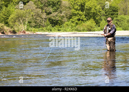 In estate la pesca al salmone, Dryburgh Nord beat, fiume Tweed, Scozia Foto Stock