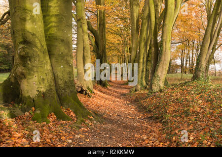 Faggio rivestito sentiero vicino alla testa di Cheesefoot nel South Downs National Park, Hampshire, Regno Unito, parte del South Downs way, un cittadino sentiero a piedi Foto Stock