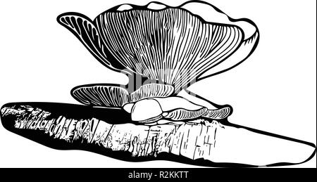 Bianco & Nero vettore grafico del singolo Oyster funghicoltura su caduto betulla dell'Etna. Illustrazione Vettoriale