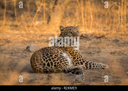 Avvistato questo maschio leopard rilassante in un safari mattutino dopo aver blue bull uccidere a jhalana riserva forestale, Jaipur, India Foto Stock