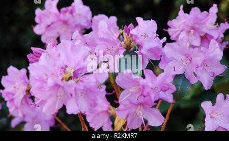 La prima nostra rododendri Foto Stock