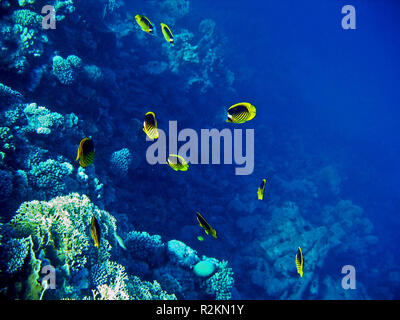 Butterflyfish Foto Stock