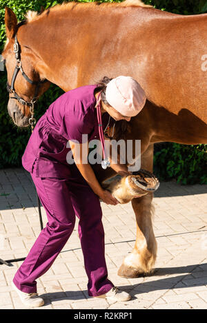 Giovani vet controlla gli unghioni di un marrone a cavallo presso il maneggio. Foto Stock