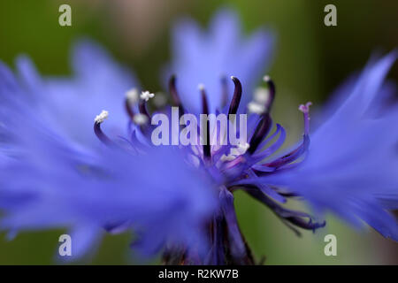 Un letto in cornfield Foto Stock